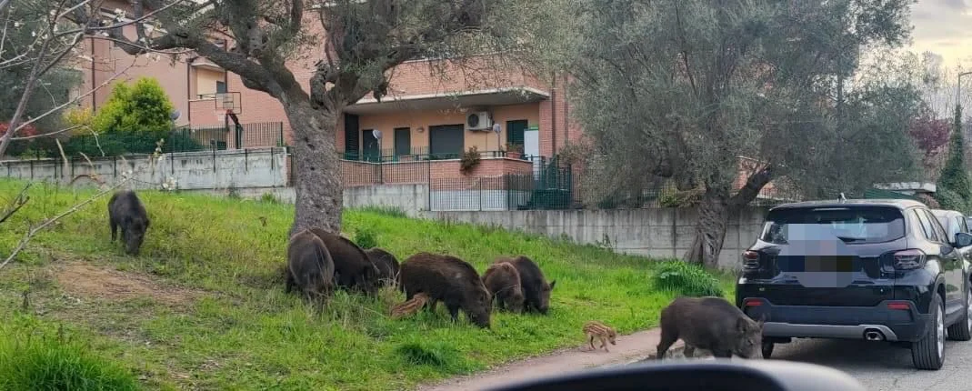 Cinghiali con cuccioli a spasso per Villa Mosca