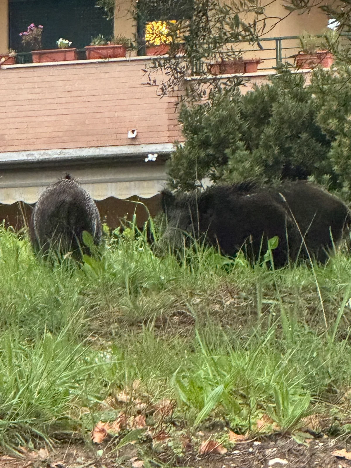 FOTO | Ancora cinghiali a Villa Mosca: panico tra i residenti