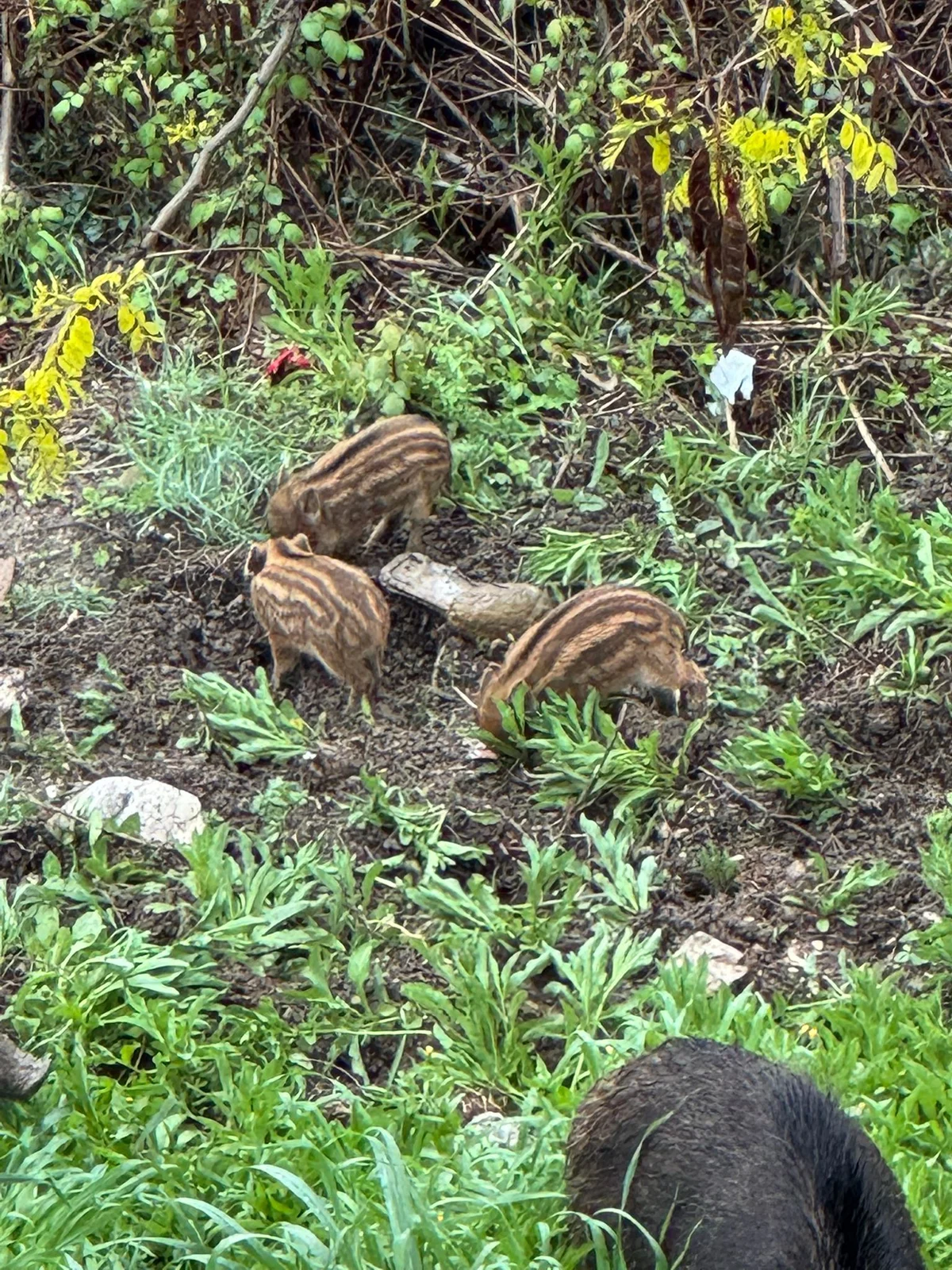FOTO e VIDEO | Teramo, ancora un pomeriggio di paura con i cinghiali a Villa Mosca