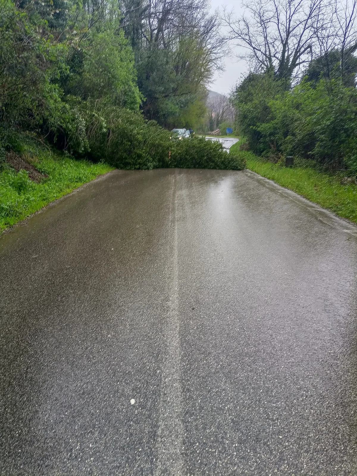 Maltempo, grosso albero caduto sulla provinciale per Frondarola