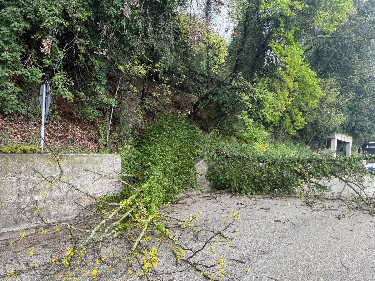 Frana una porzione di terreno ed in Via Biondi cade in strada un albero