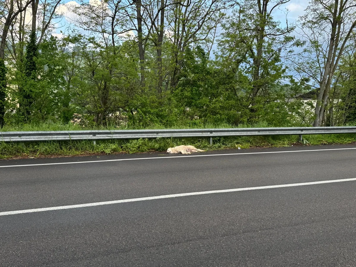 Teramo, investito e ucciso un pastore abruzzese