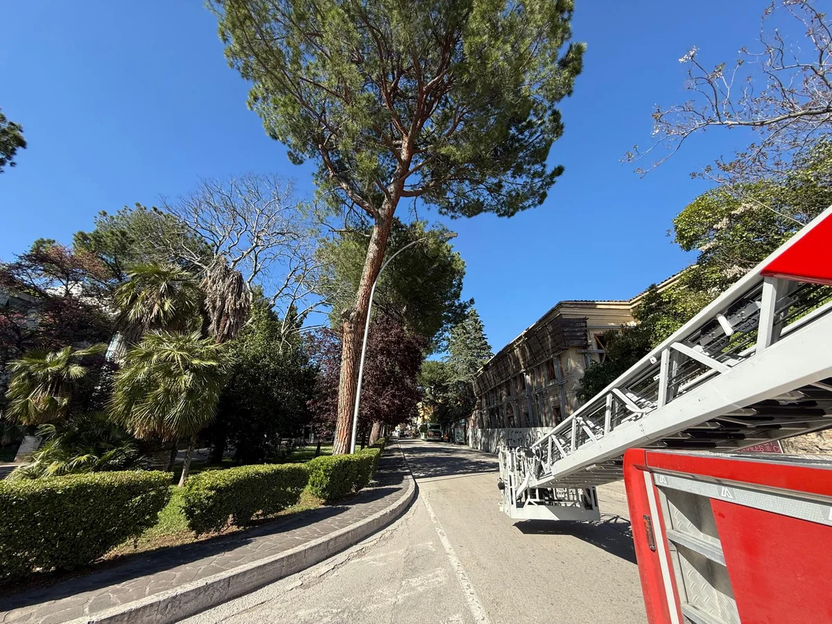 FOTO | Pino pericolante: chiusa viale Mazzini