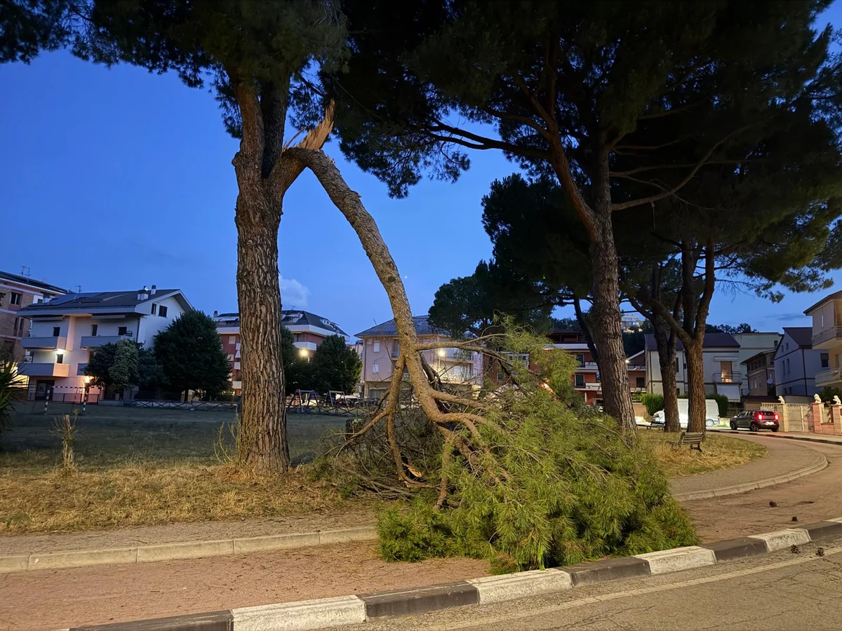 Teramo, pino cade su pista ciclabile alla Gammarana