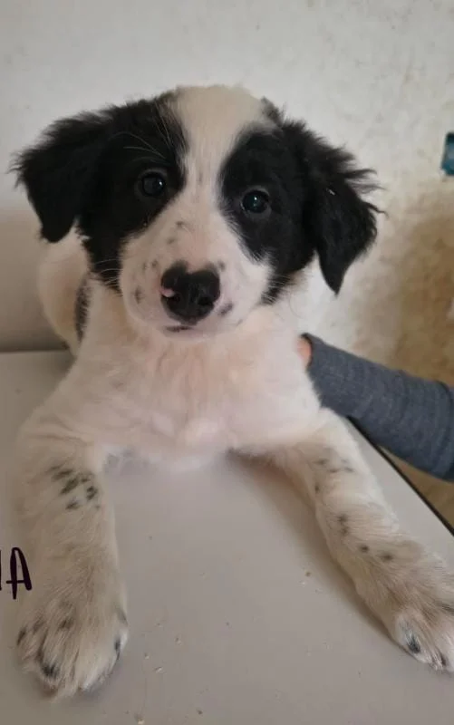 Torna "Un amico a quattro zampe", lo stand della LIDA TERAMO per le adozioni di cani e gatti