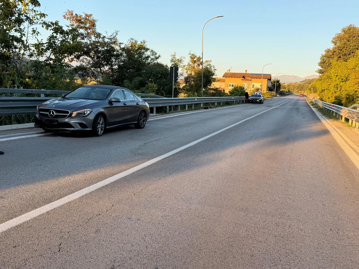 Roseto, investito e ucciso un lupo lungo la Ss 150