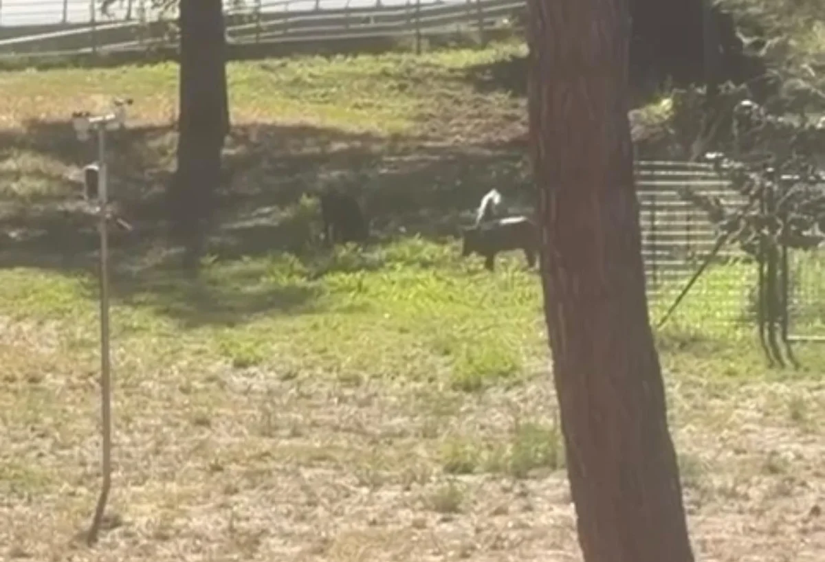 VIDEO | Cinghiali a spasso nei giardini dell'Istituto Rozzi a Piano D'Accio