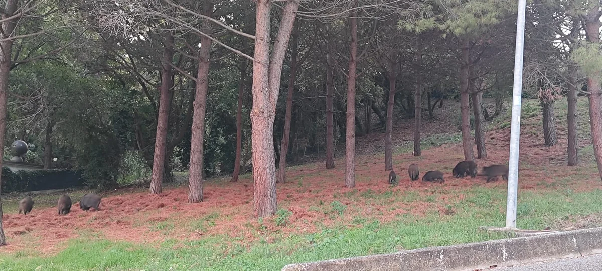 VIDEO | Branco di cinghiali a spasso per Colleparco