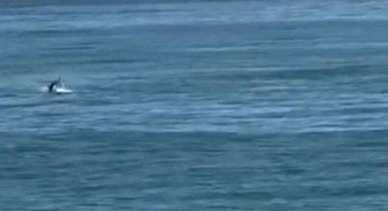 VIDEO | Lo spettacolo dei delfini al largo di Giulianova