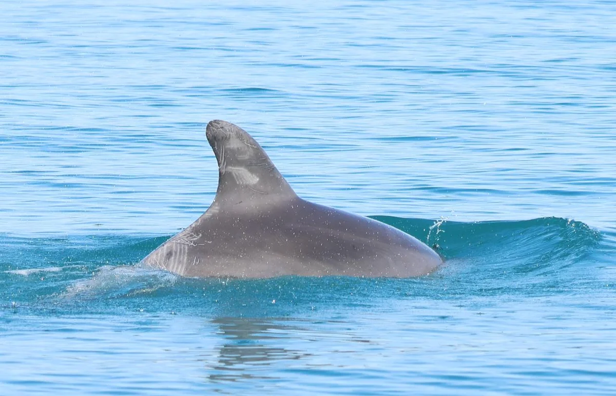 LIFE Bycatch, finanziano progetto di tutela della biodiversità marina nell’Area Marina Protetta Torre del Cerrano