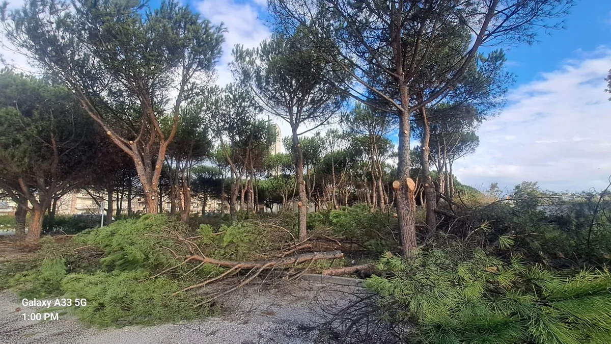 Pineta di via Lippi di Villarosa: avviati interventi  contro la Cocciniglia Tartaruga del Pino