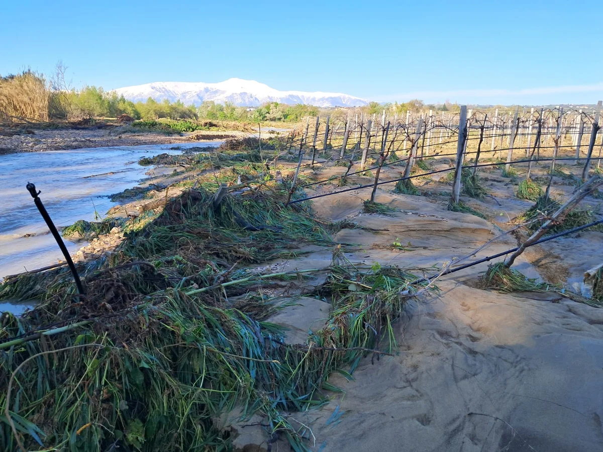 Maltempo, agricoltura in sofferenza in tutta la regione. A rischio i vigneti