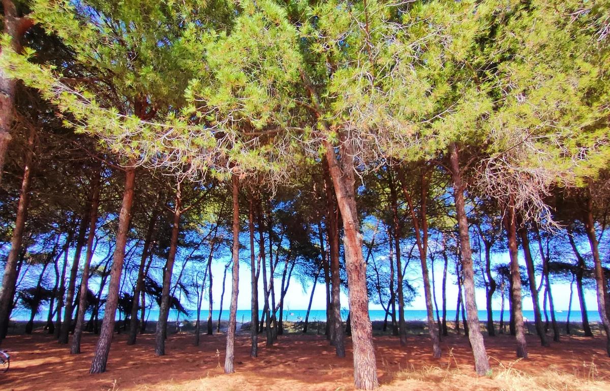 Cocciniglia tartaruga, a Pineto 322 pini prioritari per i trattamenti