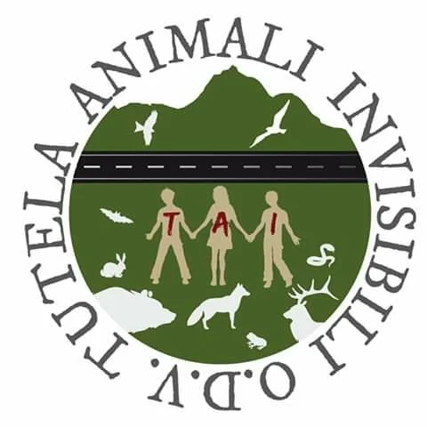 Maltrattamento di un'orsa con cucciolo, TAI: "Vogliamo giustizia"