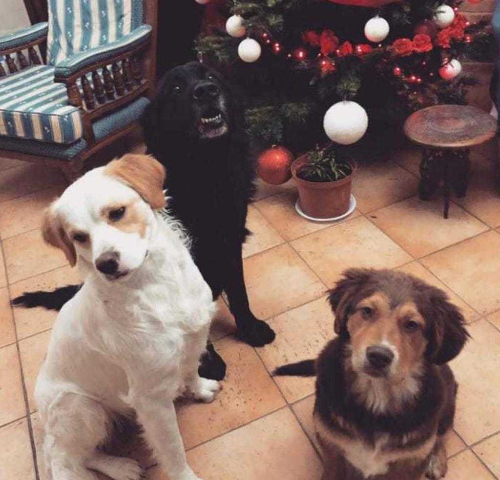 Castellalto, famiglia di cani avvelenati nel giardino di casa: una cagnolina è già morta