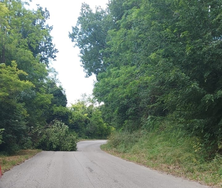 Cade grosso albero lungo la provinciale 12 per Sant’Omero: illesa un’automobilista